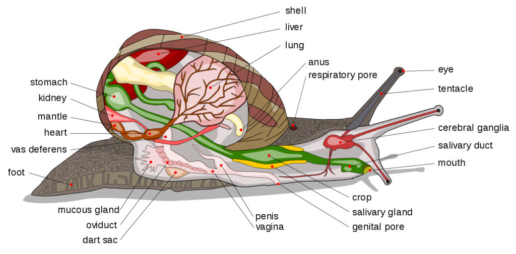 Анатомия улитки
