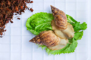 Улитки поедающие салатный лист - улитка ахатина условия содержания